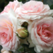 Shrub Rose - Elegant Fairytale 2 Gal