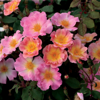 Shrub Rose - Watercolours Home Run 2 Gal