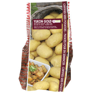 Potatoes - Yukon Gold