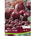 Onion - Red