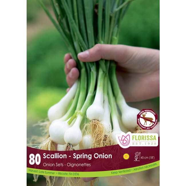 Onion - Green Scallion