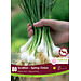 Onion - Green Scallion