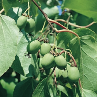 Hardy Kiwi - Issai 2 Gal