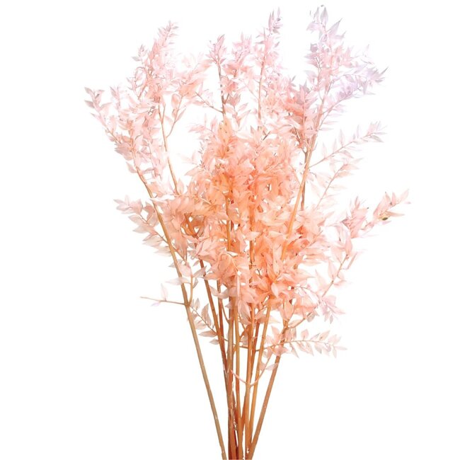 30" Pink Ruscus