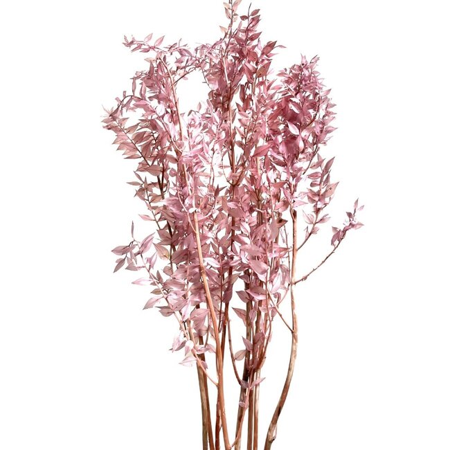 30" Dusty Rose Ruscus