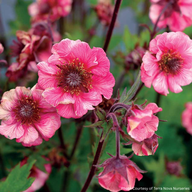 Geum - Tempo Rose 1 Gal