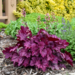 Coral Bells - Primo Wild Rose PW 1 Gal