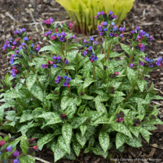 Pulmonaria - Spot on PW 1 Gal