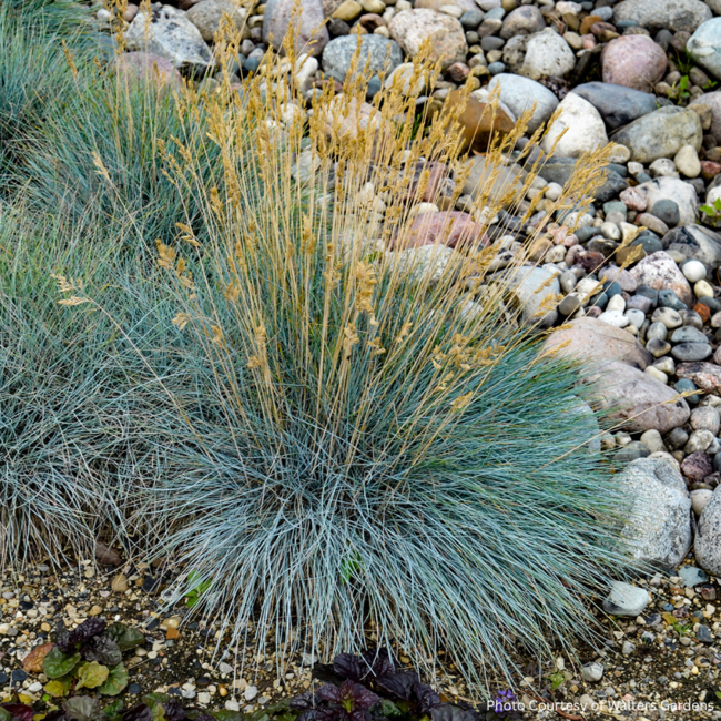 Fescue - Elijah Blue 1 Gal