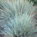 Helictotrichon Blue Oat Grass - Sapphire 1 Gal