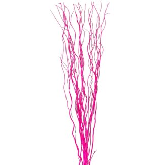 4' Curly Willow - Fuchsia