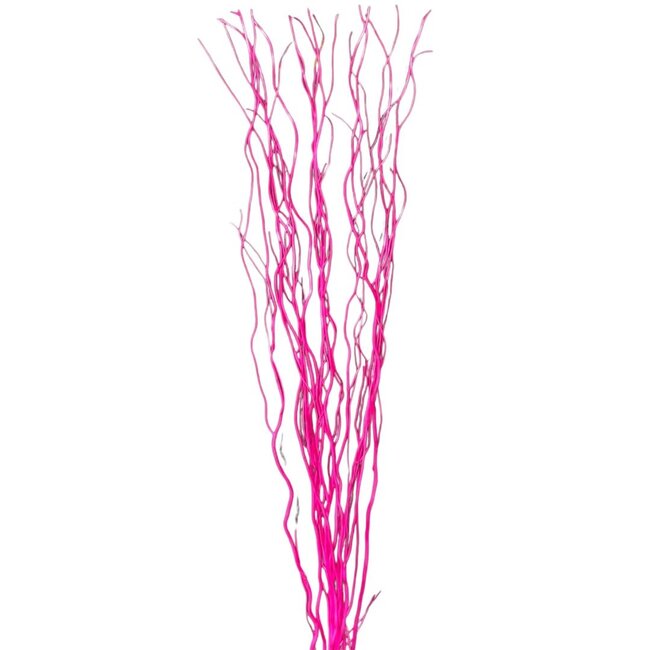 4' Curly Willow - Fuchsia