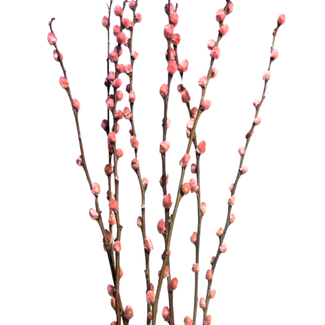 28" Pussy Willow - Light Pink