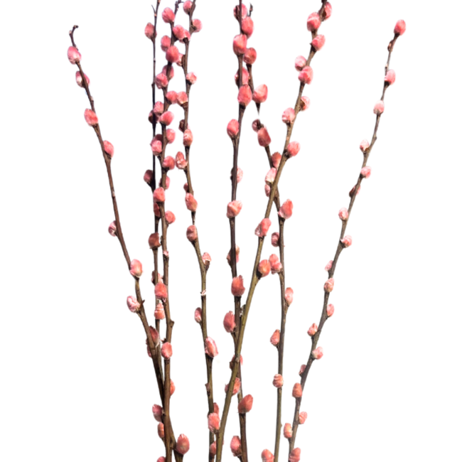 28" Pussy Willow - Light Pink