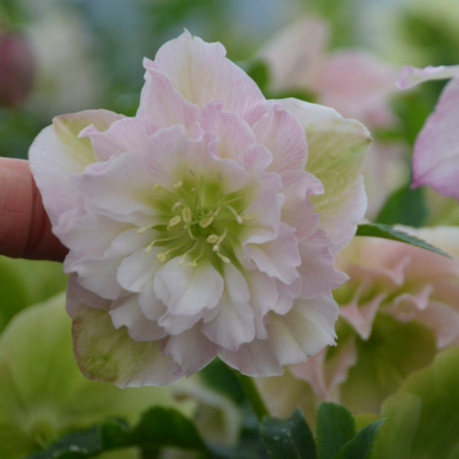 Helleborus - Flower Girl 1 Gal
