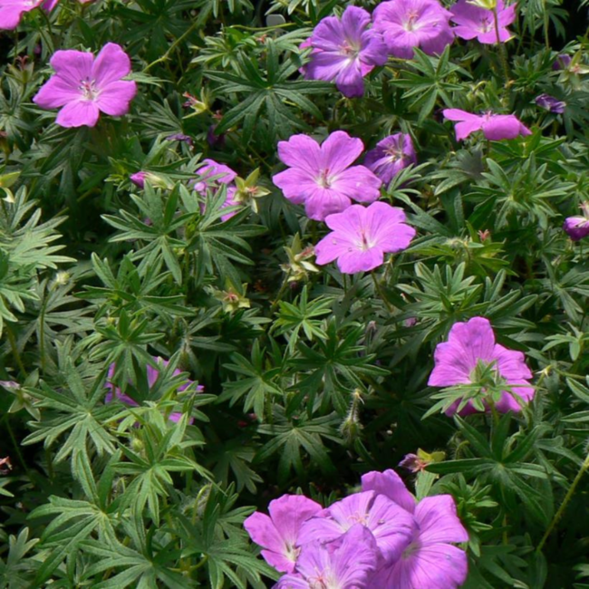 Geranium Sanguineum - Crane's Bill 1 Gal