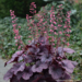 Coral Bells - Grape Timeless 1 Gal
