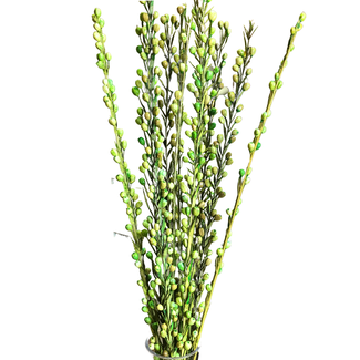 24" Moti Sticks - Lime Green