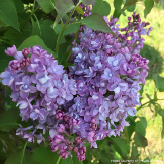 Lilac - Scentara Double Blue PW 60cm 5 Gal