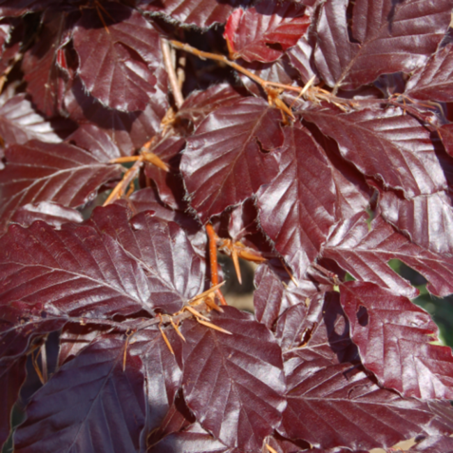 Beech - Purple Fountain 90cm 6 Gal