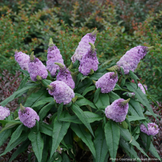 Butterfly Bush - Pugster Amethyst PW 2 Gal