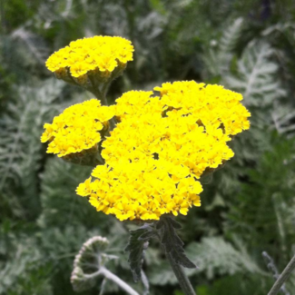 Achillea Yarrow - Moonshine 1 Gal