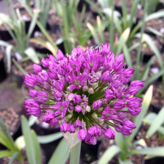 Allium - Purple Sensation 1 Gal