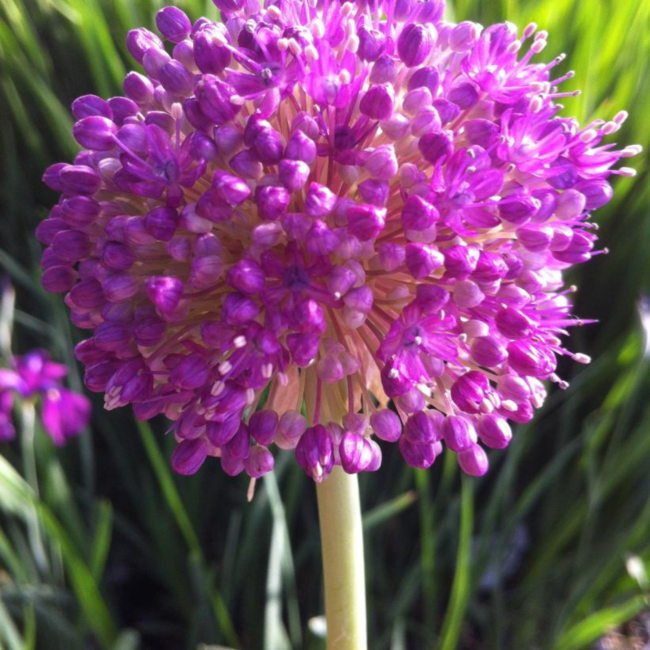 Allium - Giganticum 1 Gal
