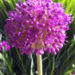 Allium - Giganticum 1 Gal