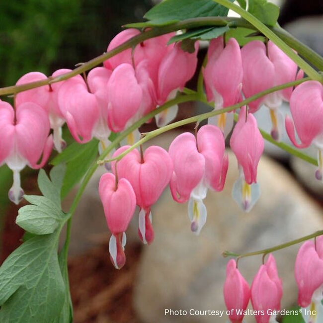 Dicentra Bleeding Heart - Pink (Old Fashion) 1 Gal
