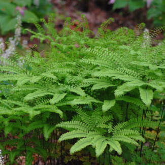 Fern - Northern Maidenhair 1 Gal