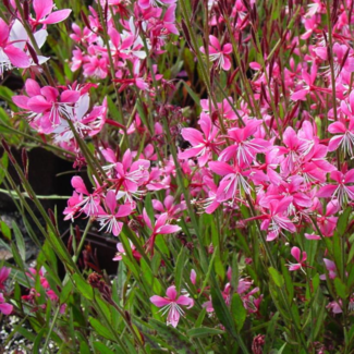 Gaura - Siskiyou Pink 1 Gal