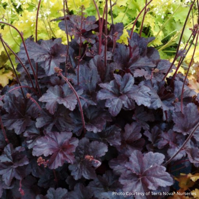 Coral Bells - Obsidian 1 Gal