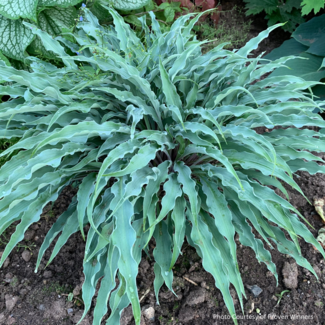 Hosta - Silly String 1 Gal