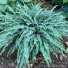 Hosta - Silly String 1 Gal