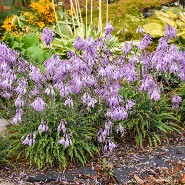 Hosta - Silly String 1 Gal
