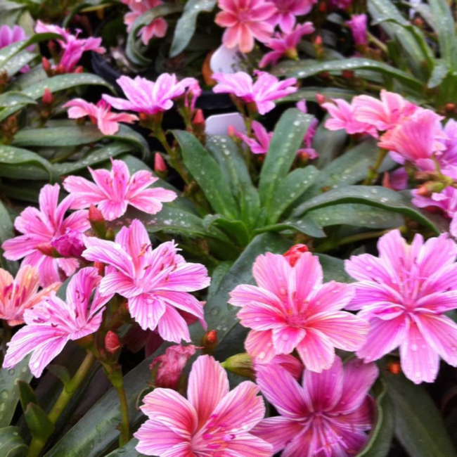 Lewisia - Little Plum 1 Gal