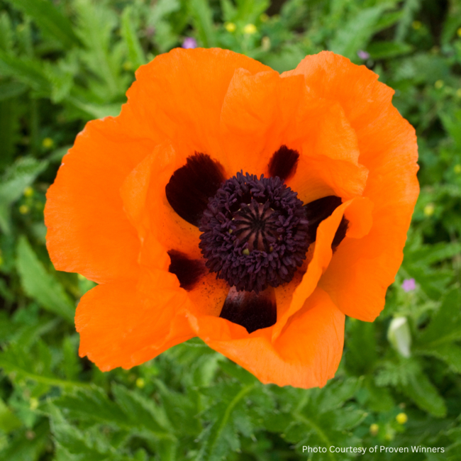 Oriental Poppy - Prince of Orange 1 Gal