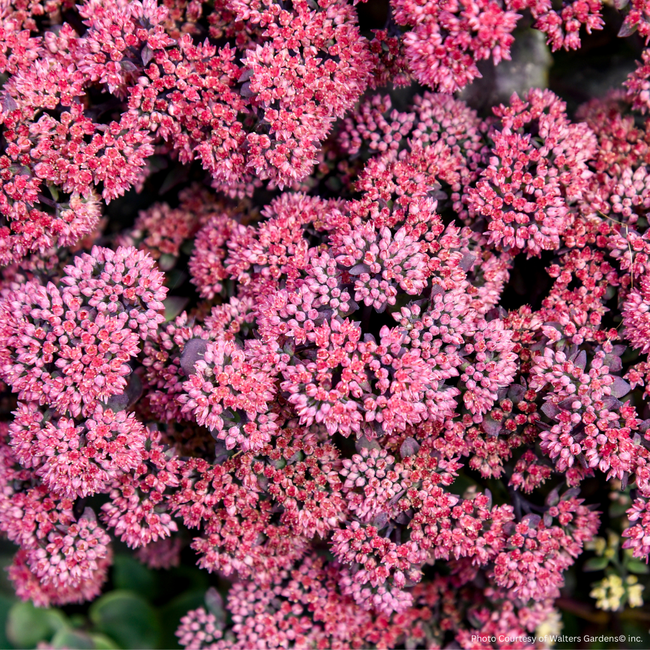Sedum - RocknGrow Midnight Velvet PW 1 Gal