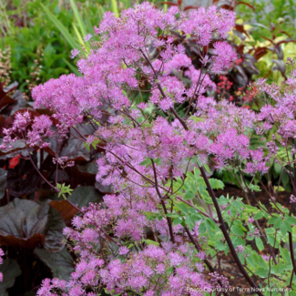 Thalictrum - Black Stocking 1 Gal