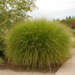 Miscanthus - Gracillimus 1 Gal
