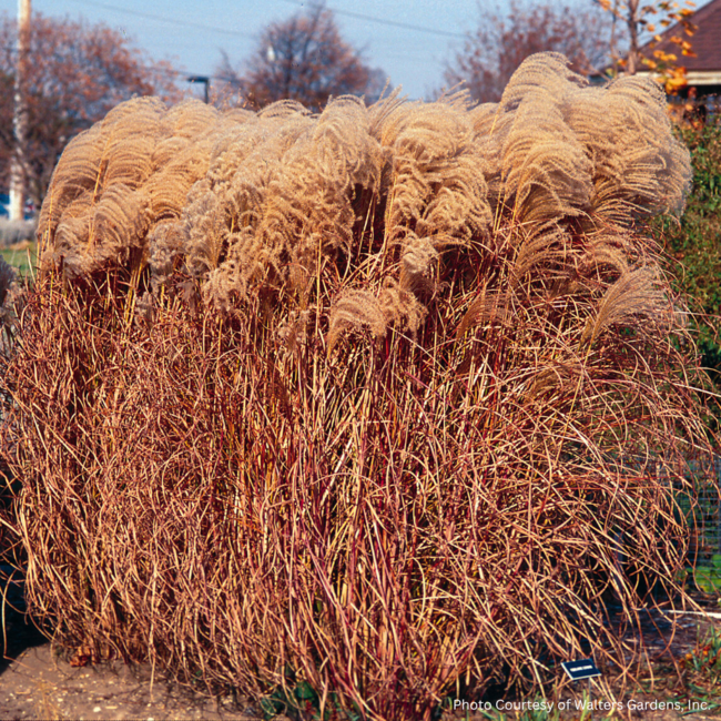 Miscanthus - Gracillimus 1 Gal