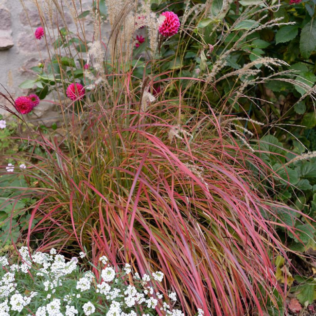 Miscanthus - Little Miss 1 Gal