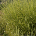 Miscanthus - Strictus 1 Gal