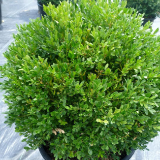 Boxwood - Green Gem 40cm 3 Gal