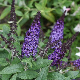 Butterfly Bush - Pugster Blue PW 2 Gal