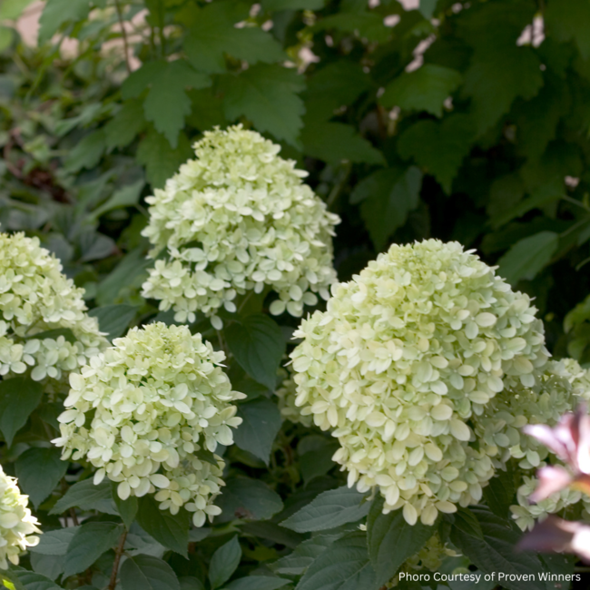 Hydrangea - Little Lime PW 2 Gal