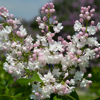Lilac - Beauty of Moscow