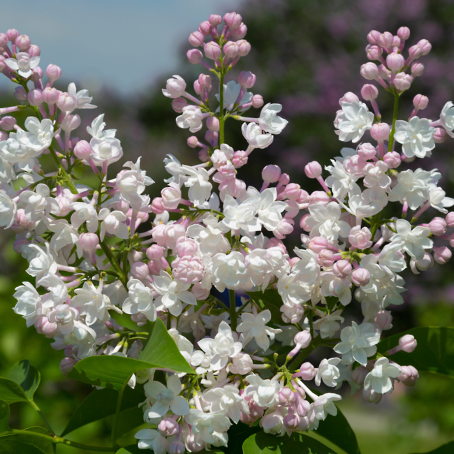 Lilac - Beauty of Moscow