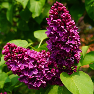 Lilac - Monge